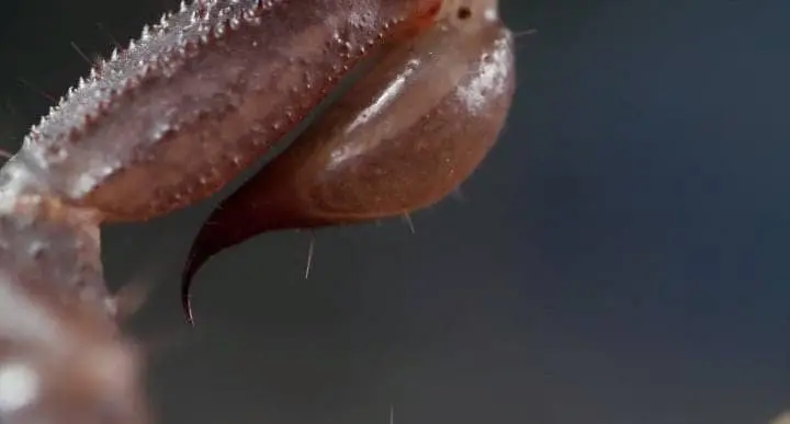 scorpion fangs