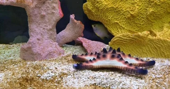 Feeding Spot For Starfish Food