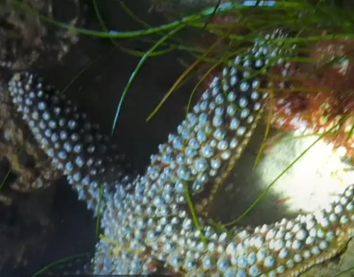 Giant Sea Star characteristics