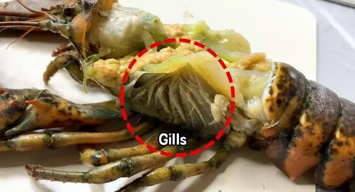 Lobster gills