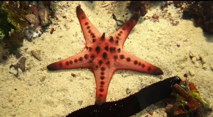 Habitat of Chocolate Chip Starfish