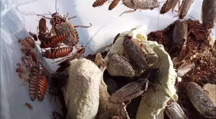 Breeding And Sex Identification of Lobster Roach