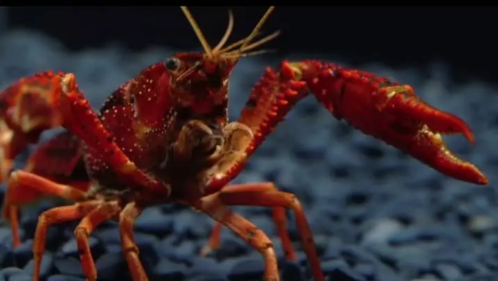 How Do Lobsters Communicate With Each Others
