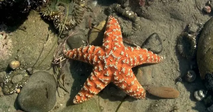 How do Starfish breathe out of water?