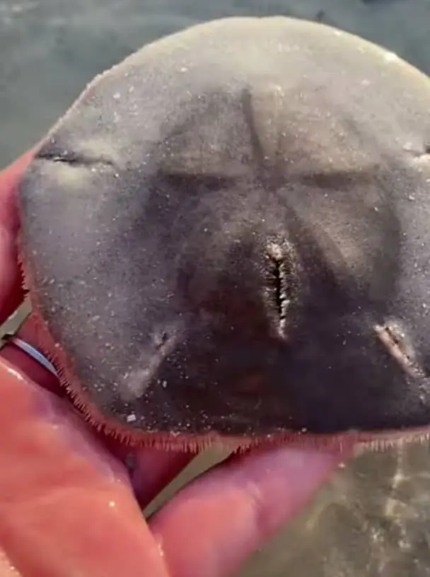  Is it Illegal to Kill Sand Dollars? 