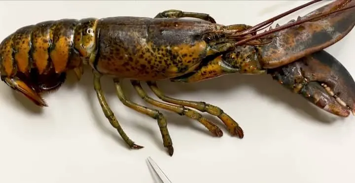 lobster jointed legs