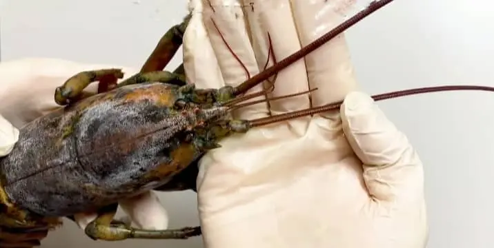 lobster Antennae