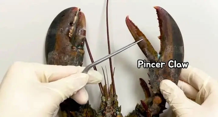 lobster pincer claw