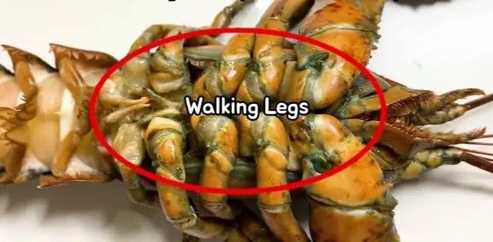lobster appendages