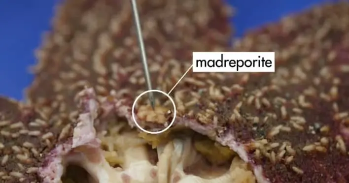 A starfish madreporite 