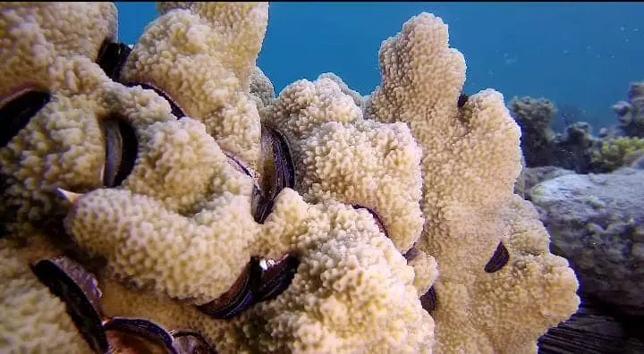 A brown white Mollusks in ocean waters
