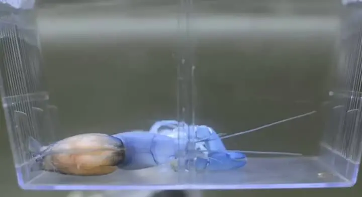 A blue lobster is undergoing  molting in a glassy aquarium.