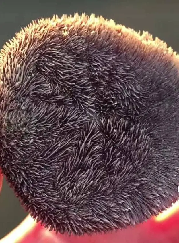 Sand Dollar Moving Spines
