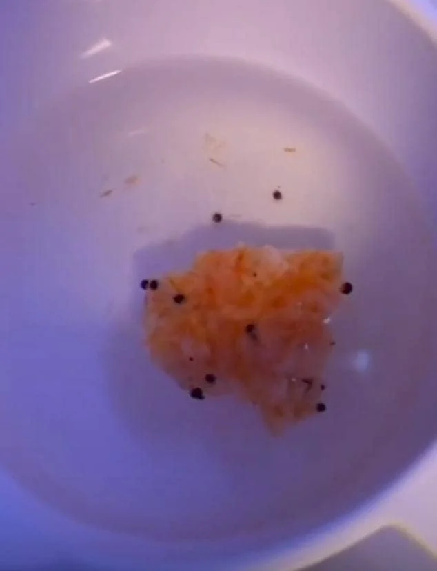 food for a starfish