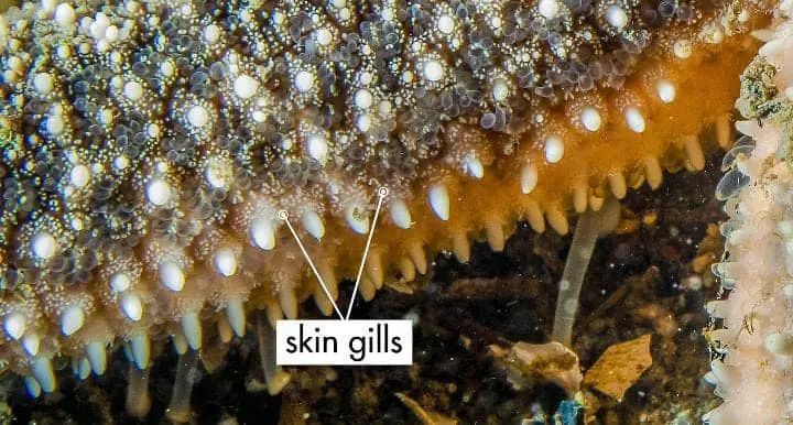 sea star Papulae or skin Gills