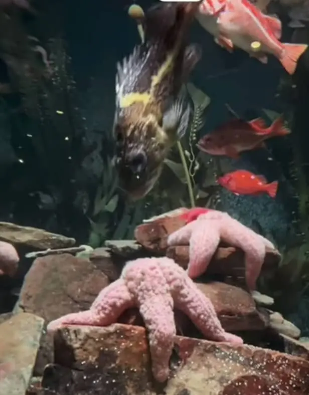 Pink Sea Star characteristics
