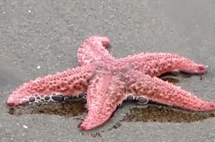 Pink Sea Star (Pisaster brevispinus) 
