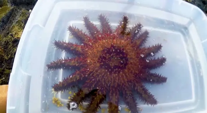 Poisonous Sea Stars Species: Are Starfish Poisonous to Humans Too?