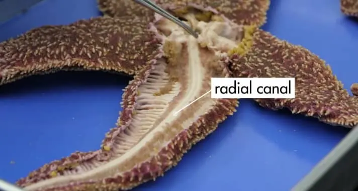 radial canal of sea star