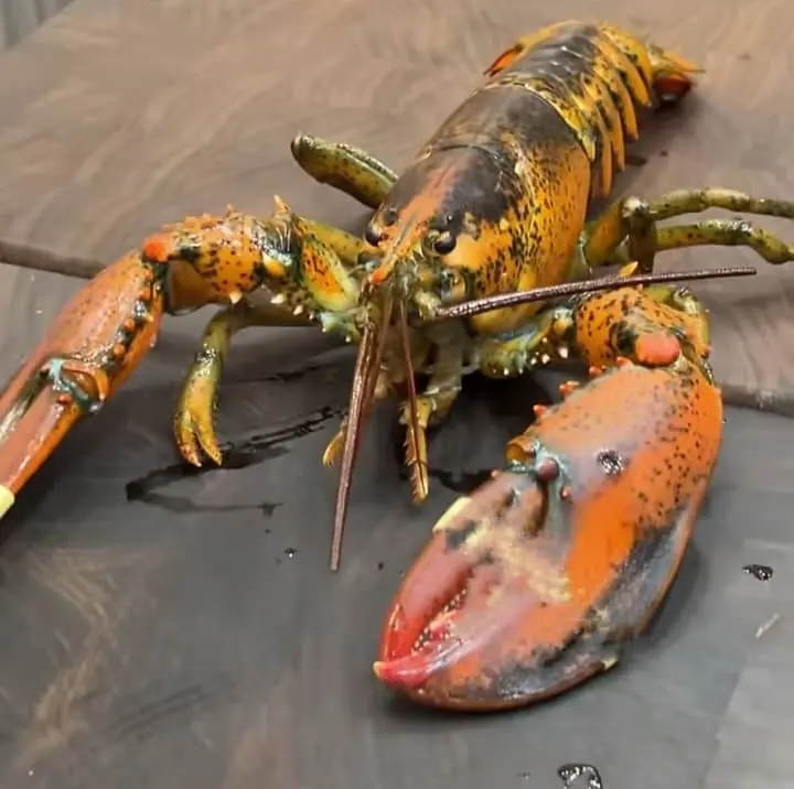 lobster