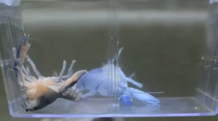Recycling Materials of a blue Molted Lobster
