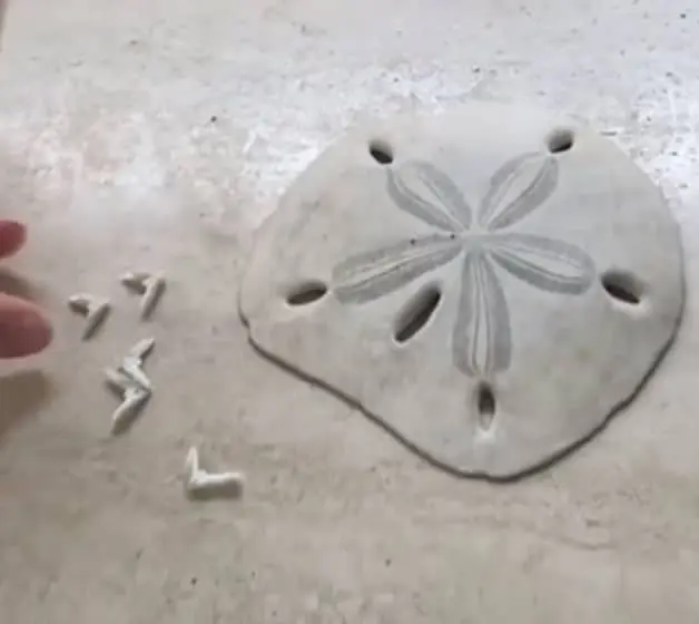 sand dollar teeth