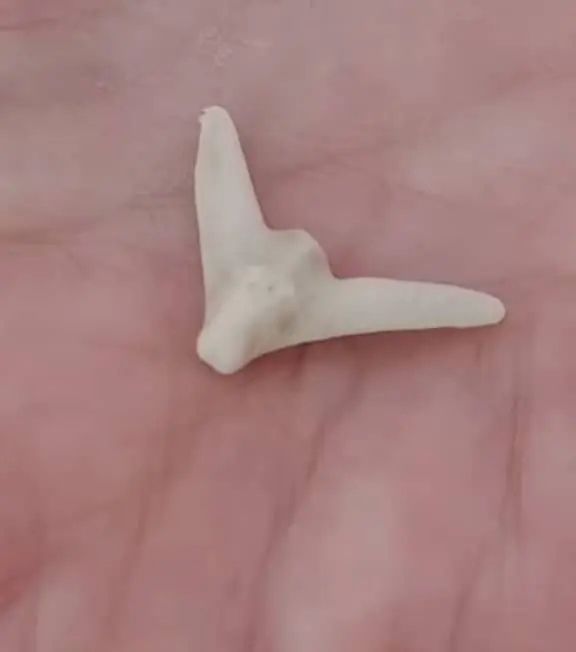 Sand Dollar Tooth