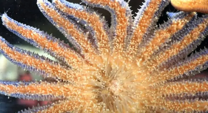 sea star tube feet