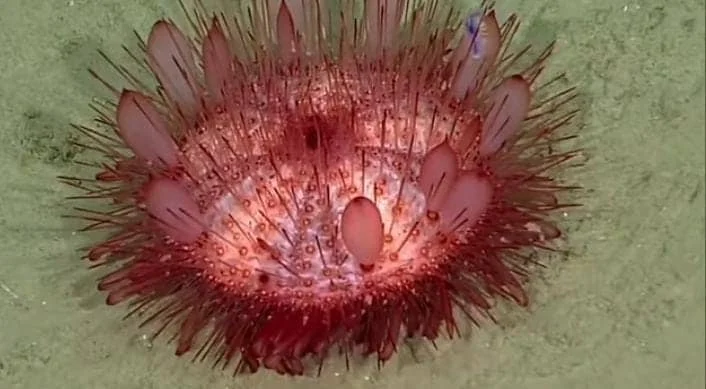 A reddish Sea urchins in ocean floor