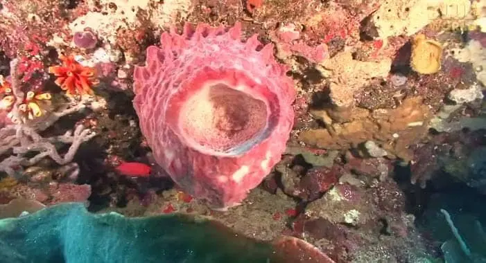 Pink Sponges attached with a rock