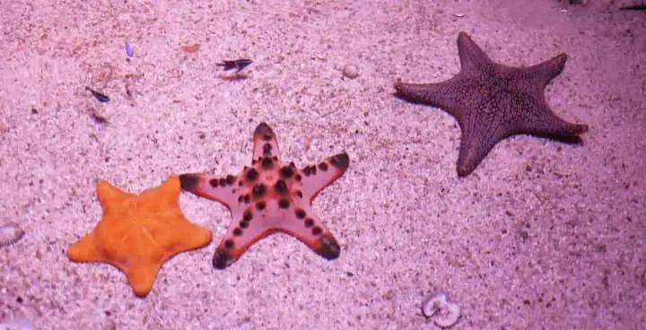 Starfish Breathing