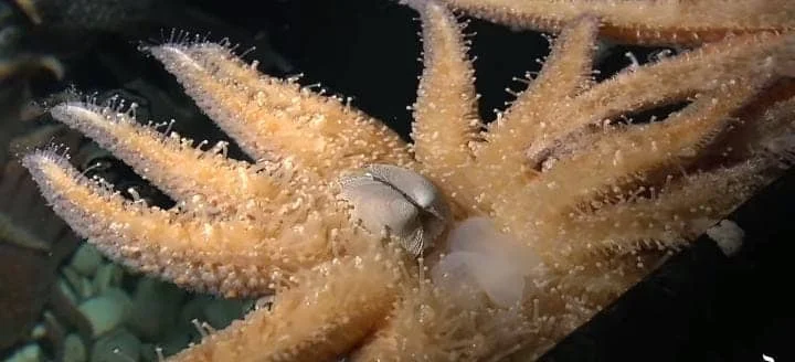 Starfish Feeding Behavior