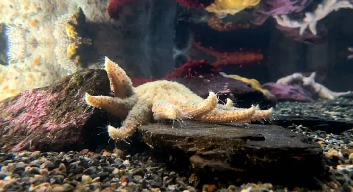 Sunflower Sea Star