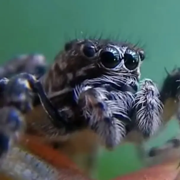 Tarantulas