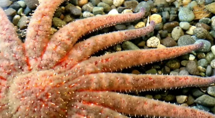The Respiratory System of Starfish (How Starfish Breathe)?