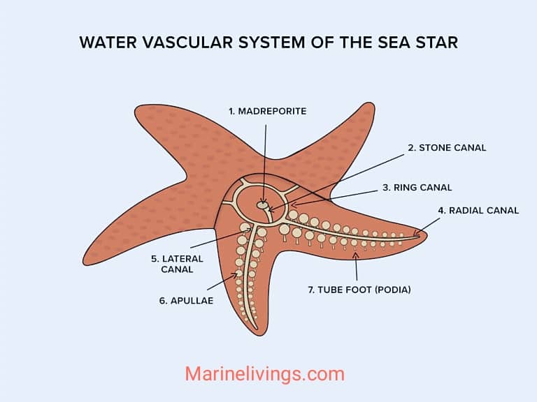 Starfish Water Vascular System’s Function