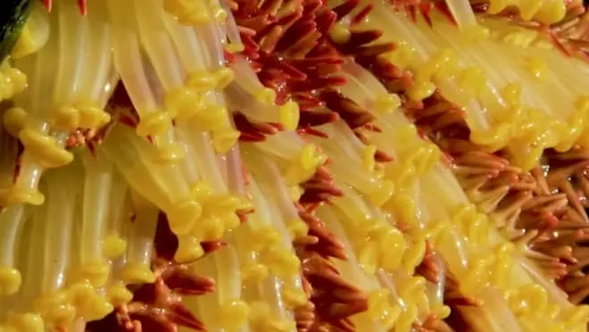 sea star or starfish tube feet