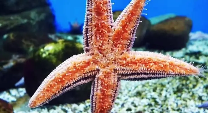 Underside and Movement OF Choclate chip starfish