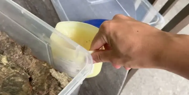 Apply Vaselline on lobster Tank