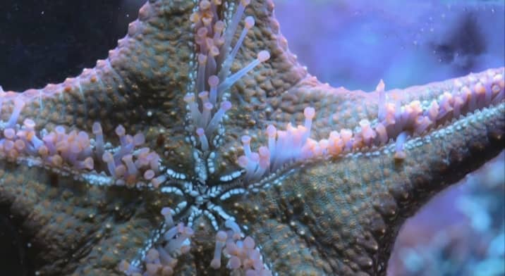 What are Starfish breathing organs? (Gills or Lungs)