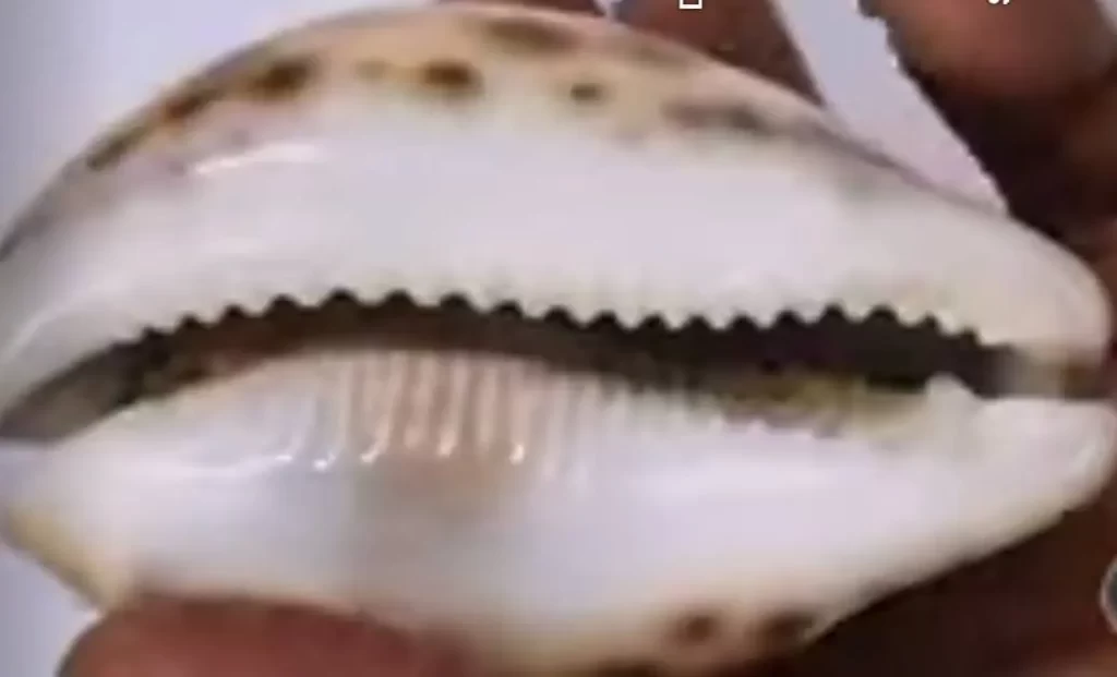 are cowrie shells still used as currency