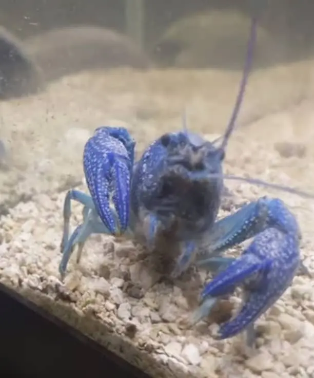 Define Lobster Cannibalism and Explain When and Why it Occurs.