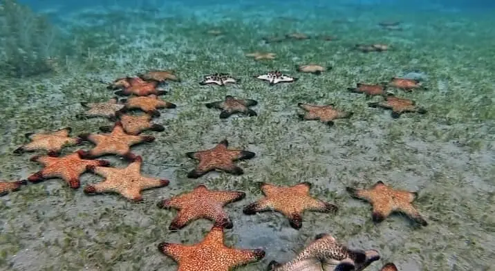 How Starfish Move
