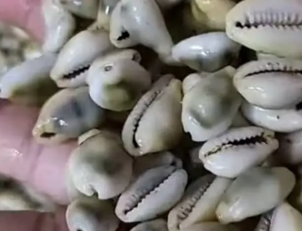 how to identify a money cowrie 