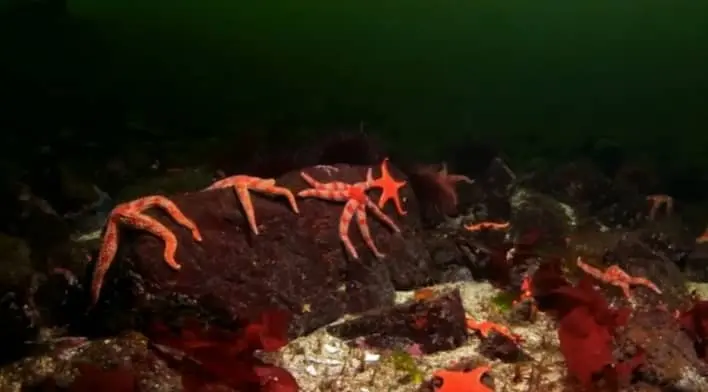 Do Starfish Swim? Free-swimming starfish larvae
