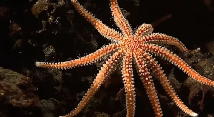Why Do Starfish Swim?