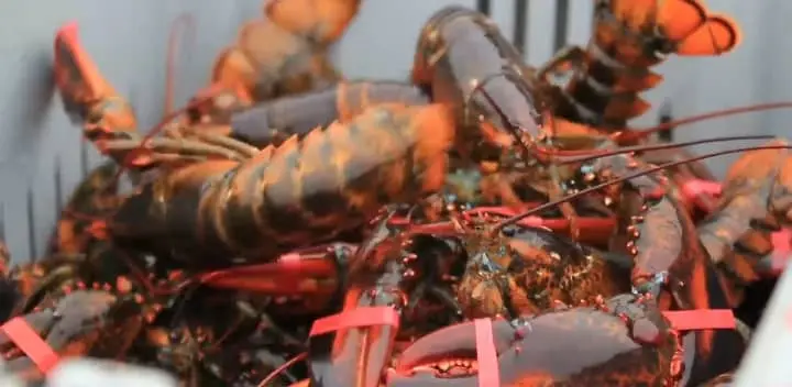 How Cannibalism and Climate Change Affect Lobsters