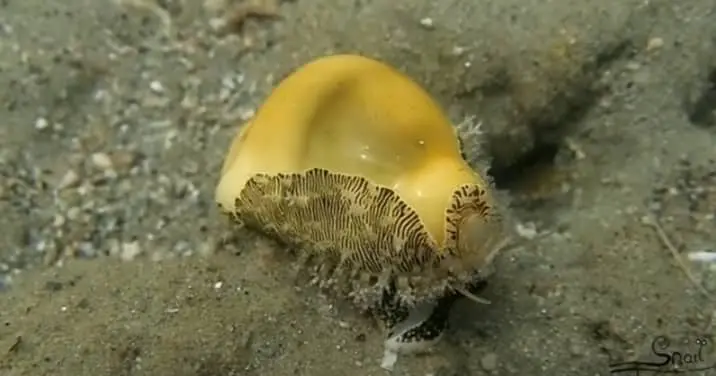 Is Money Cowrie Reef Safe?