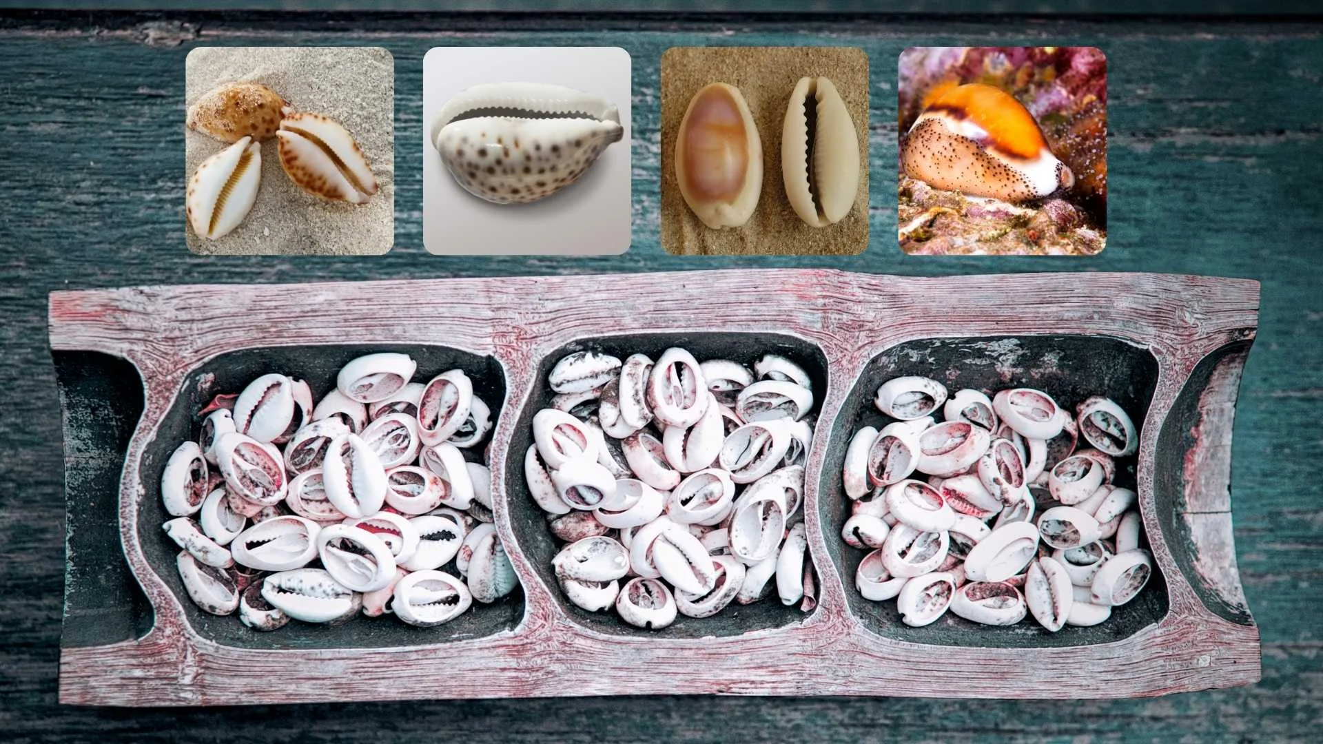 Money Cowrie as a Currency