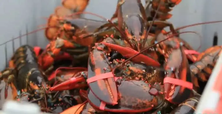 Is Lobster Cannibalism Common in the Wild or Captivity?
